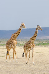 Obraz na płótnie Canvas pair of young giraffes on grasslands of kenya