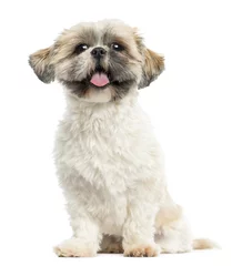 Papier Peint photo Lavable Chien Shih tzu sitting, panting, 2 years old, isolated on white