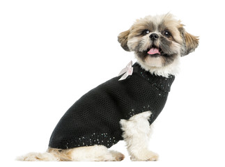 Side view of a dressed-up Shih tzu panting, 2 years old