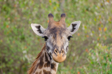 Obraz premium young giraffe