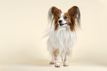 Hunde-Papillon-10537