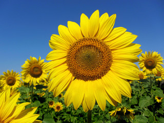 Sunflower with clear blue sky