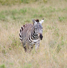 Obraz na płótnie Canvas zebra running on the african grasslands