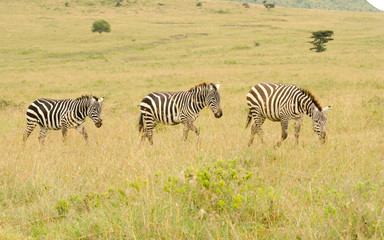 Fototapeta na wymiar tiro of zebras walking in kenya
