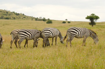 Fototapeta na wymiar group of zebras on grasslands of kenya