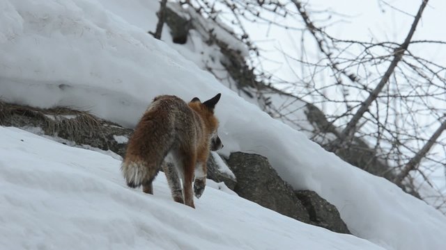 volpe rossa