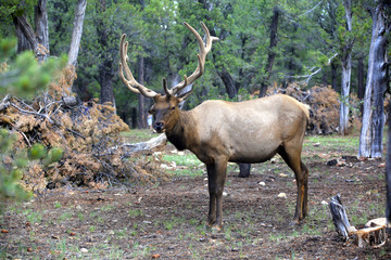 caribou dans la forêt du Grand Canyon