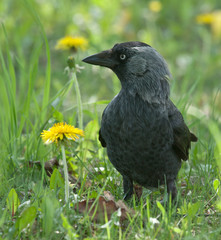 Jackdaw (Coloeus monedula)