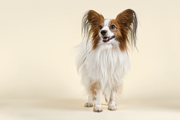 Hunde-Papillon-10538