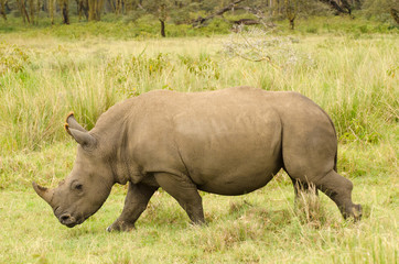 large rhino on the african grasslands