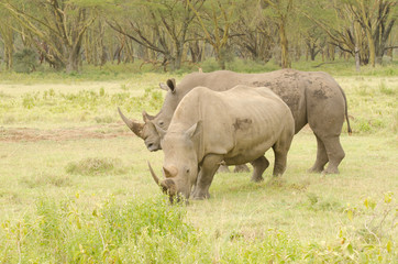 male and female rhinos on green grass
