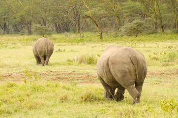Fototapeta premium two large rhinos walking away on grasslands