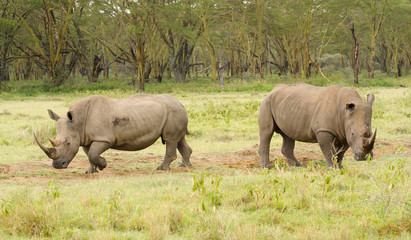 pair of rhinos on the grasslands of kenya