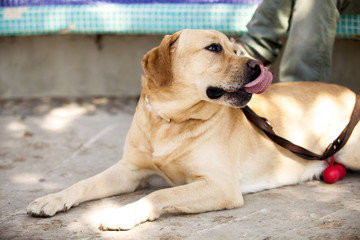 Labrador retriever cane