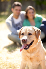 Labrador retriever