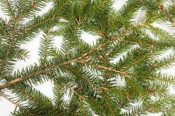 texture, fir-tree,