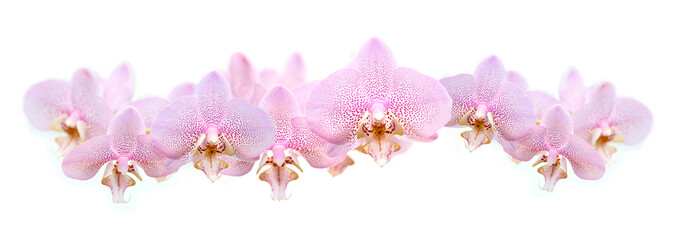 Fototapeta na wymiar Orchid Garland