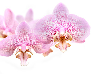 Orchid Flowers