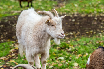 a goat outside