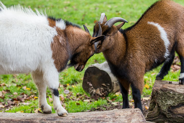 goat fight