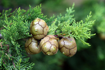 cypress cones