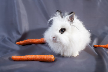 Obraz premium the rabbit with carrot