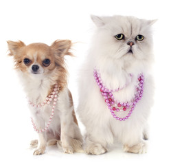 white persian cat and chihuahua