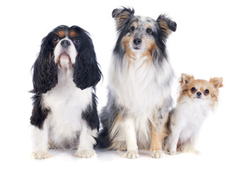 three dogs