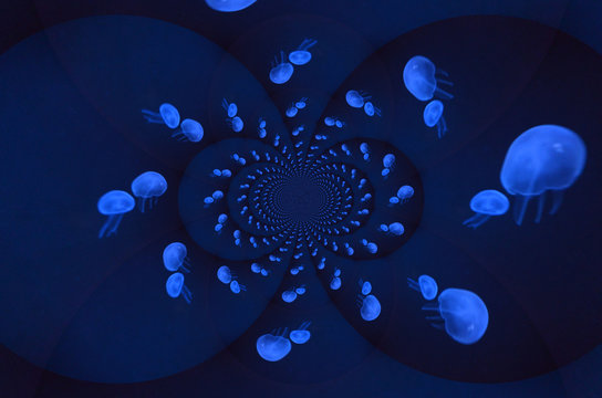 Poster de agua vivas con efecto . Medusozoa