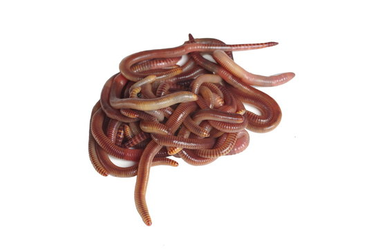 earthworms