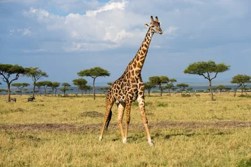 Gordijnen Giraffe © QPic