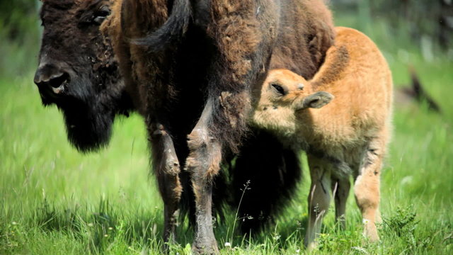 Bison calf feeding from female grasslands