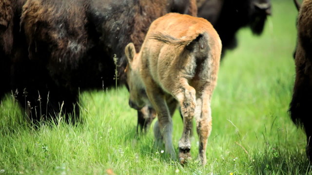 Young Buffalo calf nr females grasslands