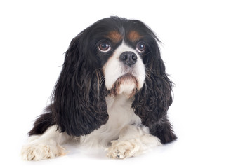 cavalier king charles