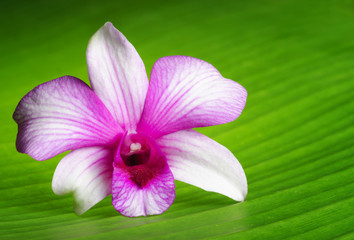 Orchid flower lies on green leaf