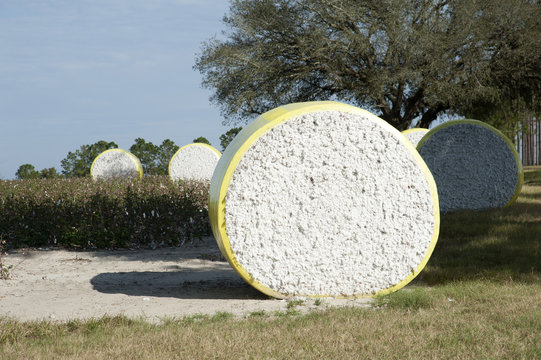 Round bales of cotton northern Florida USA
