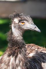 Ostrich