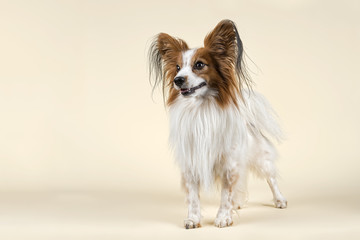 Hunde-Papillon-10552