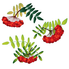 Set of rowan berries with leaves isolated