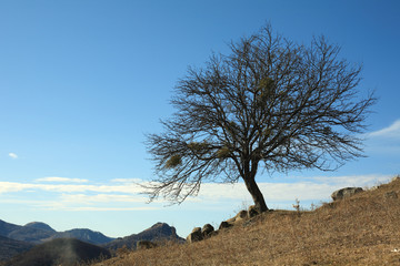Fototapeta na wymiar Tree in the late of autumn