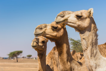 Paysage désertique avec chameau