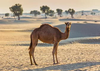 Crédence de cuisine en verre imprimé Chameau Paysage désertique avec chameau