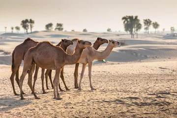 Lichtdoorlatende rolgordijnen Kameel Woestijnlandschap met kameel