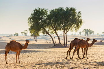 Paysage désertique avec chameau
