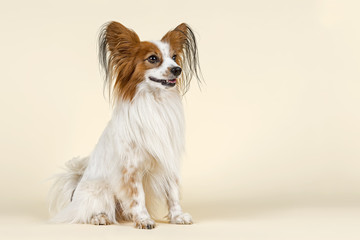 Hunde-Papillon-10556