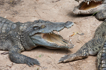 Aggressive Crocodile