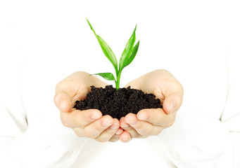 plant in hands