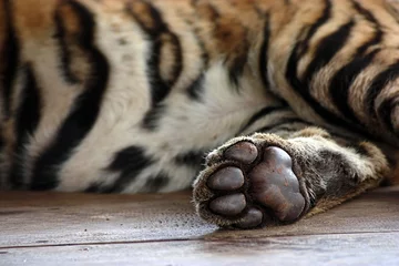 Papier Peint photo autocollant Tigre Tiger Paw