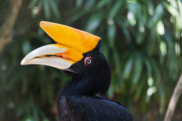 Portrait of Hornbill bird