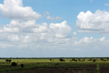 Obraz premium Rice field with trees
